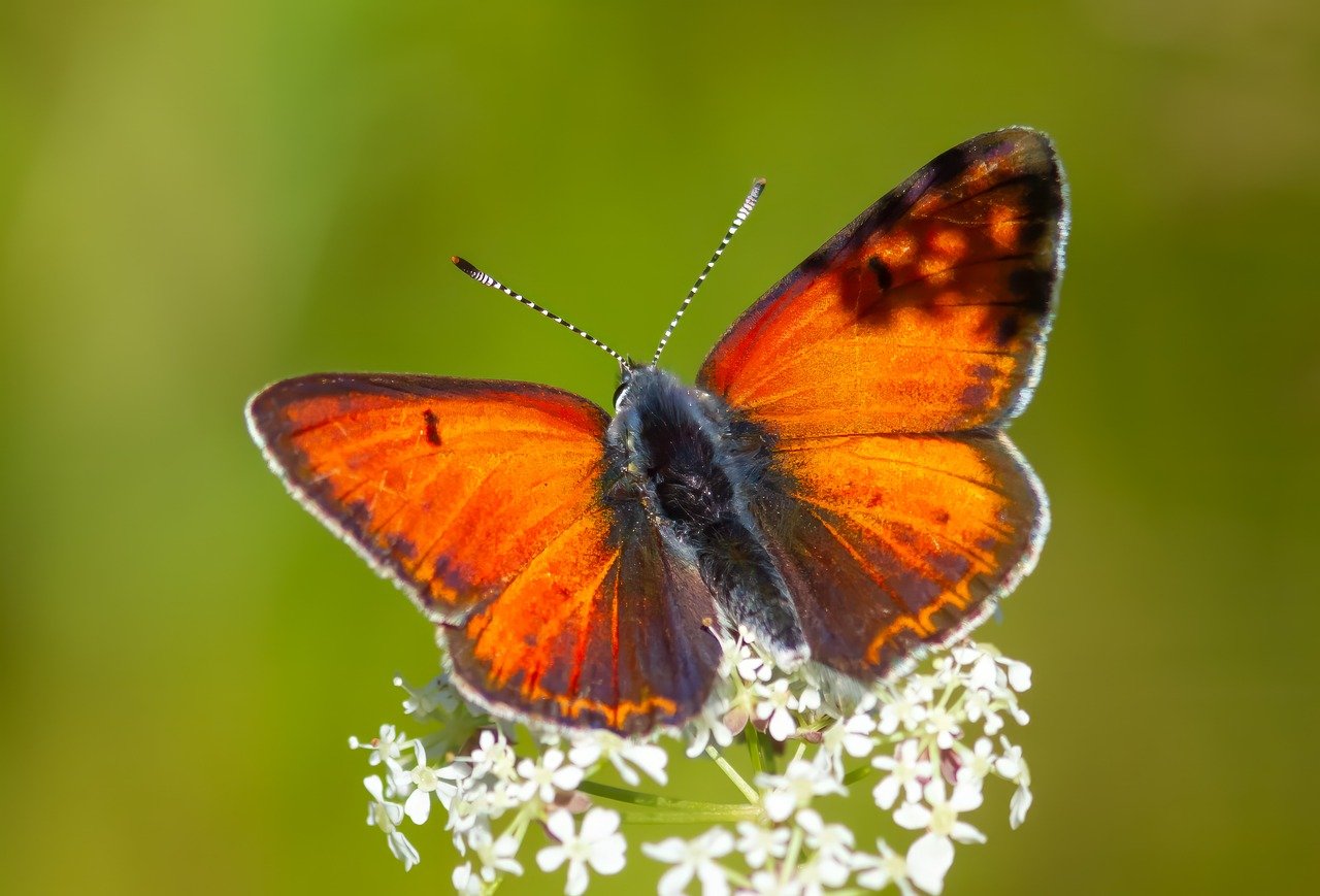 butterfly, nature, insect-8451371.jpg